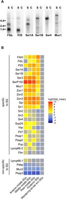 Characterization of silk genes in Ephestia kuehniella and Galleria mellonella revealed duplication of sericin genes and highly divergent sequences encoding fibroin heavy chains